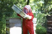 Beekeeper lifting hive lid — Stock Photo