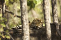 Leopardo durmiendo en piedra en el Parque Nacional Satpura, Madhya Pradesh, India - foto de stock