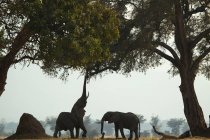 Elefante Africano chegando em árvore em piscinas de mana parque nacional, zimbabwe — Fotografia de Stock