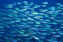 Underwater view of schooling fusiliers, Coral Sea — Stock Photo