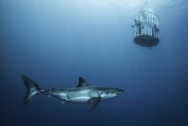 Grand requin enquêtant auprès de plongeurs dans des cages, île Guadalupe, Mexique — Photo de stock