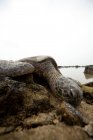 Nível de superfície da tartaruga marinha em rochas na ilha grande, hawaii — Fotografia de Stock