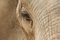 Ojo de elefante africano - foto de stock