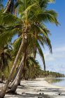 Пляж с пальмами — стоковое фото
