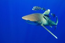Океанічна біла акула зі смугастою рибою під водою — стокове фото
