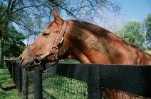 Braunes Pferd blickt im Sonnenlicht aus dem Zaun — Stockfoto