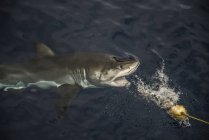 Grande tubarão tomando isca de pesca, Ilha de Guadalupe, México — Fotografia de Stock