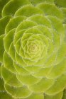 Leaves of succulent plant — Stock Photo