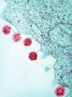 Micrografía electrónica del virus del herpes humano-6, HHV-6 - foto de stock