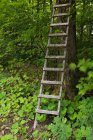 Escada de madeira contra árvore — Fotografia de Stock