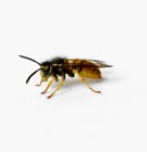 Nahaufnahme der schönen kleinen Wespe isoliert auf weißem Hintergrund — Stockfoto
