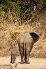 Африканський слон з телятиною — стокове фото