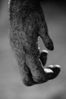 Main de chimpanzé, image en noir et blanc — Photo de stock