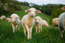 Lambs flock walking on green field — Stock Photo