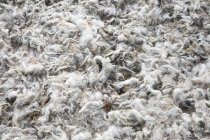 Nahaufnahme aus grauer und weißer Naturwolle — Stockfoto