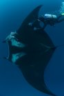 Underwater view of diver touching giant pacific manta ray, Revillagigedo Islands, Colima, Mexico — Stock Photo