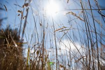 Lumière du soleil dans un ciel nuageux bleu éclairant à travers l'herbe — Photo de stock