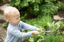 Маленький мальчик стрижет растения на заднем дворе — стоковое фото