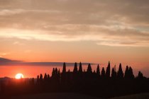Кипарисы на закате возле Сиены — стоковое фото