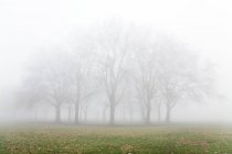 Belles silhouettes d'arbres dans la matinée brumeuse — Photo de stock
