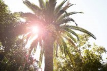 Пальма в солнечном свете — стоковое фото