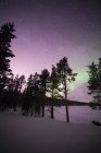 Silhouette di pini sul cielo stellato con luci del nord — Foto stock