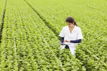 Scientist in rows of plants in greenhouse, holding digital tablet — Stock Photo