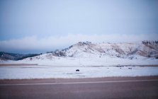 Bovinos em campo coberto de neve — Fotografia de Stock