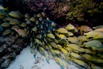 Шкільна риба, що плаває на кораловому рифі — стокове фото