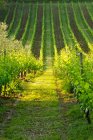 Видом на виноградник в Тоскані — стокове фото