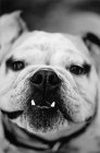 Porträt einer englischen Bulldogge, die in die Kamera blickt — Stockfoto
