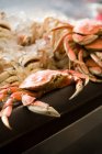 Fresh crabs in market stall on ice, sea food — Stock Photo