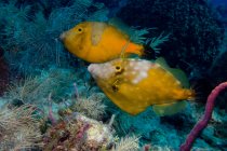 Pair of whitespotted filefish with corals, underwater shot — Stock Photo