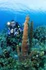 Videofilmer mit Kamera schwimmt auf Korallenriff — Stockfoto