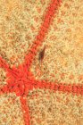 Shrimp on sea star — Stock Photo