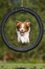 Собака прыгает через шины — стоковое фото