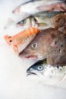Selection of fish on ice — Stock Photo