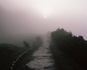 Nevoeiro ao longo do caminho — Fotografia de Stock
