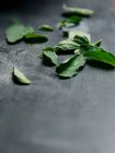 Свежие зеленые листья орегано на столе — стоковое фото