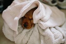 Close up de filhote de cachorro envolto em toalha de banho — Fotografia de Stock