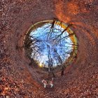 Собака и листья в парке с туннельным эффектом — стоковое фото