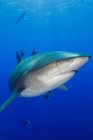 Gran tiburón enojado - foto de stock