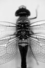 Black and white close up shot of dragonfly on white background — Stock Photo