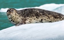Seal lying on ice floe near Tracy Arm Glacier — Stock Photo