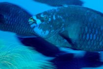 Pesce pappagallo blu di mezzanotte — Foto stock