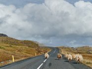 Pecore su strada rurale — Foto stock