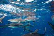 Frenzy of Caribbean Reef Sharks — Stock Photo