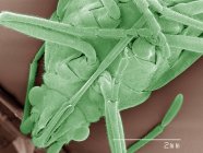 Цветной сканирующий электронный микрограф жука-боксельдера — стоковое фото