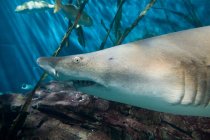 Ein Hai schwimmt im Aquarium — Stockfoto