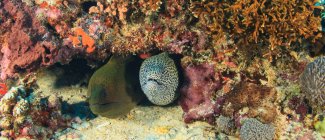 Enguia moray gigante ao lado do coral sob a água — Fotografia de Stock